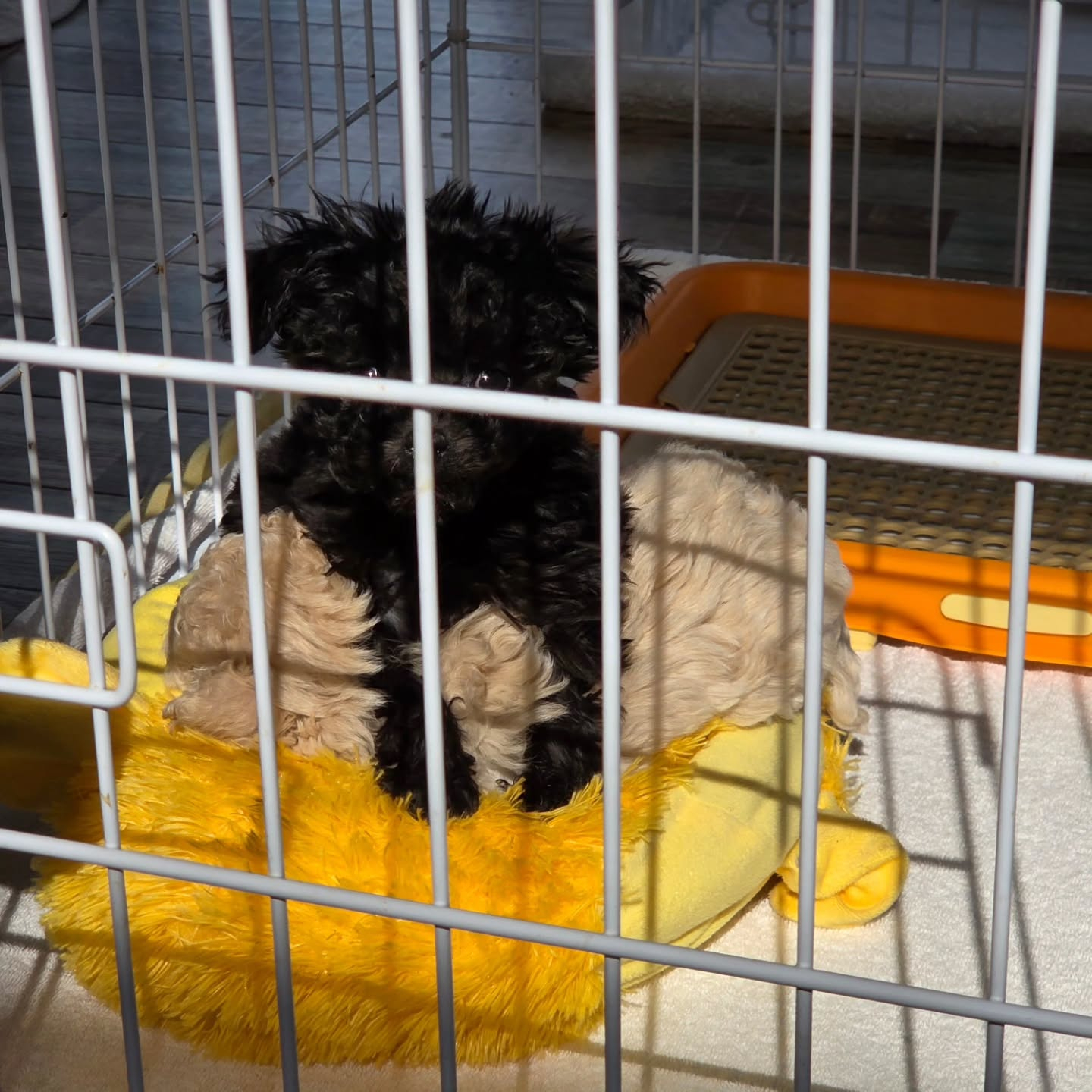 クリームの女の子💓