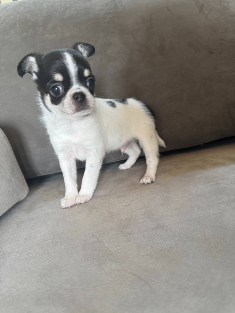 チワワ/2026.02.03/男の子/140,000(税別)