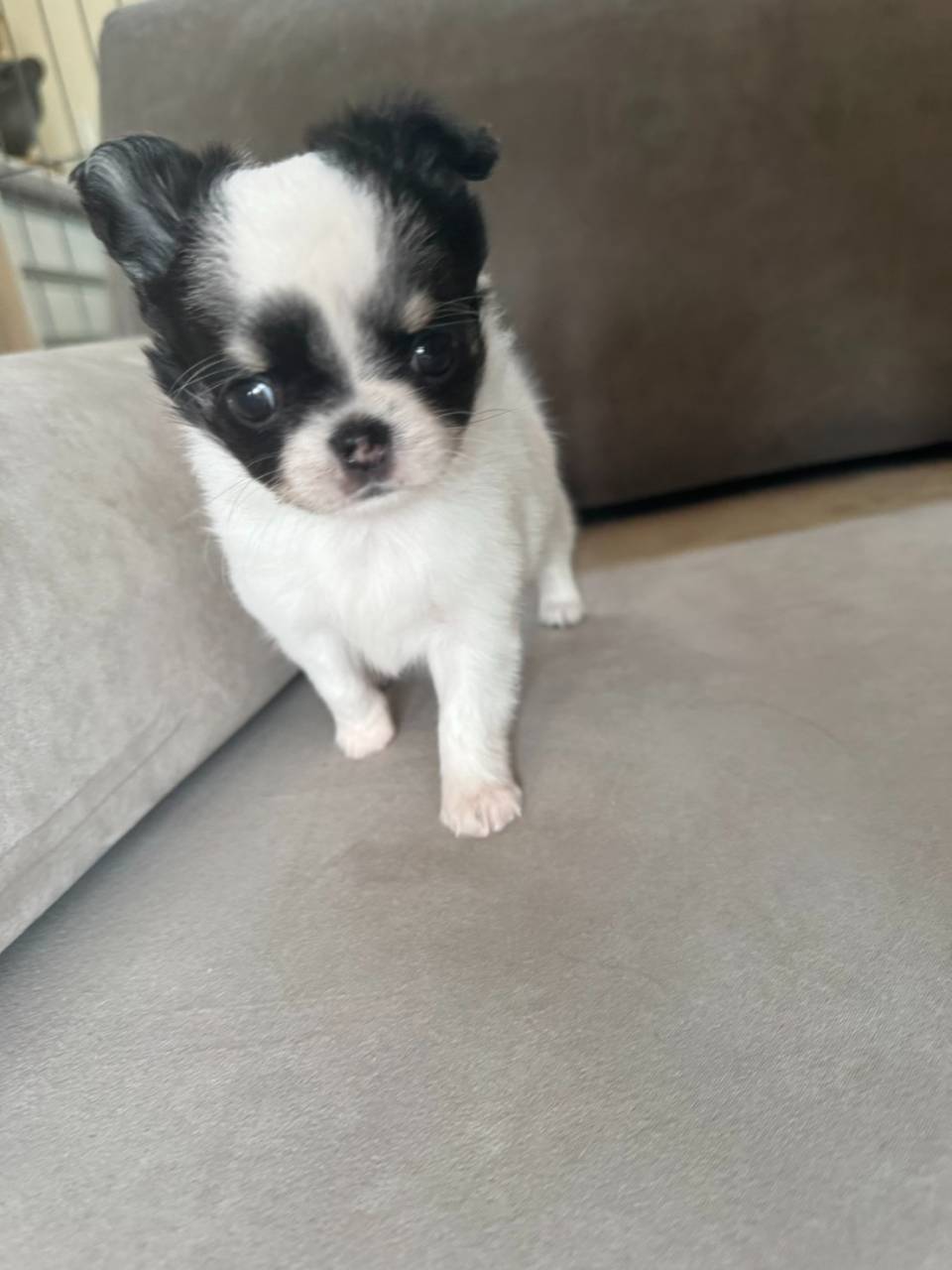 チワワ/2026.02.03/女の子/180,000(税別)