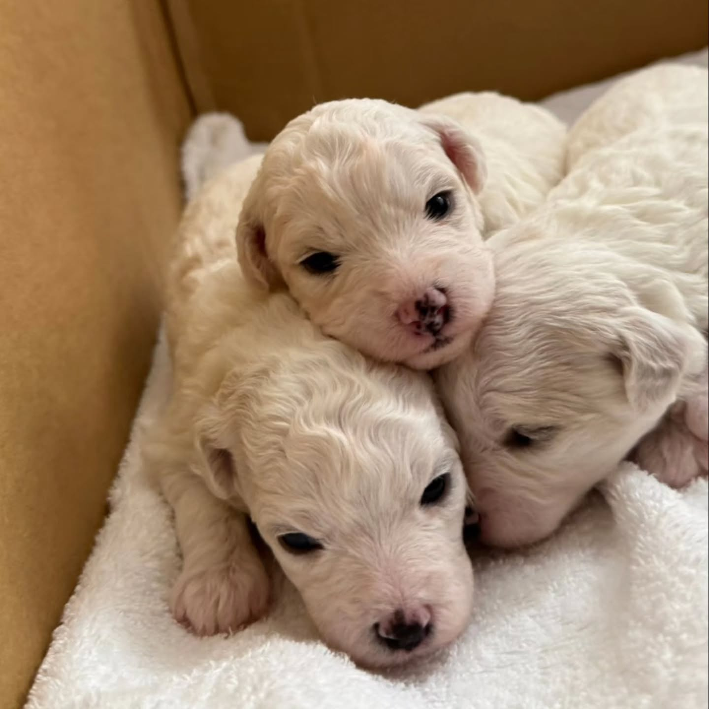 ビションフリーゼ生まれました💓