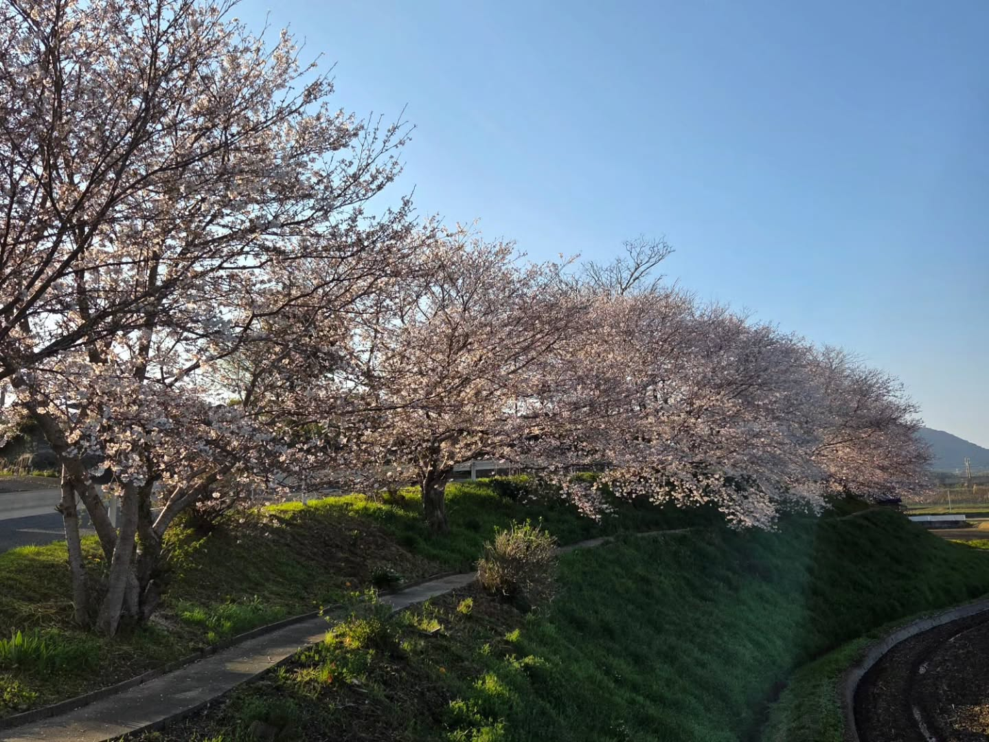 もう桜は散ってしまいましたが…💦
