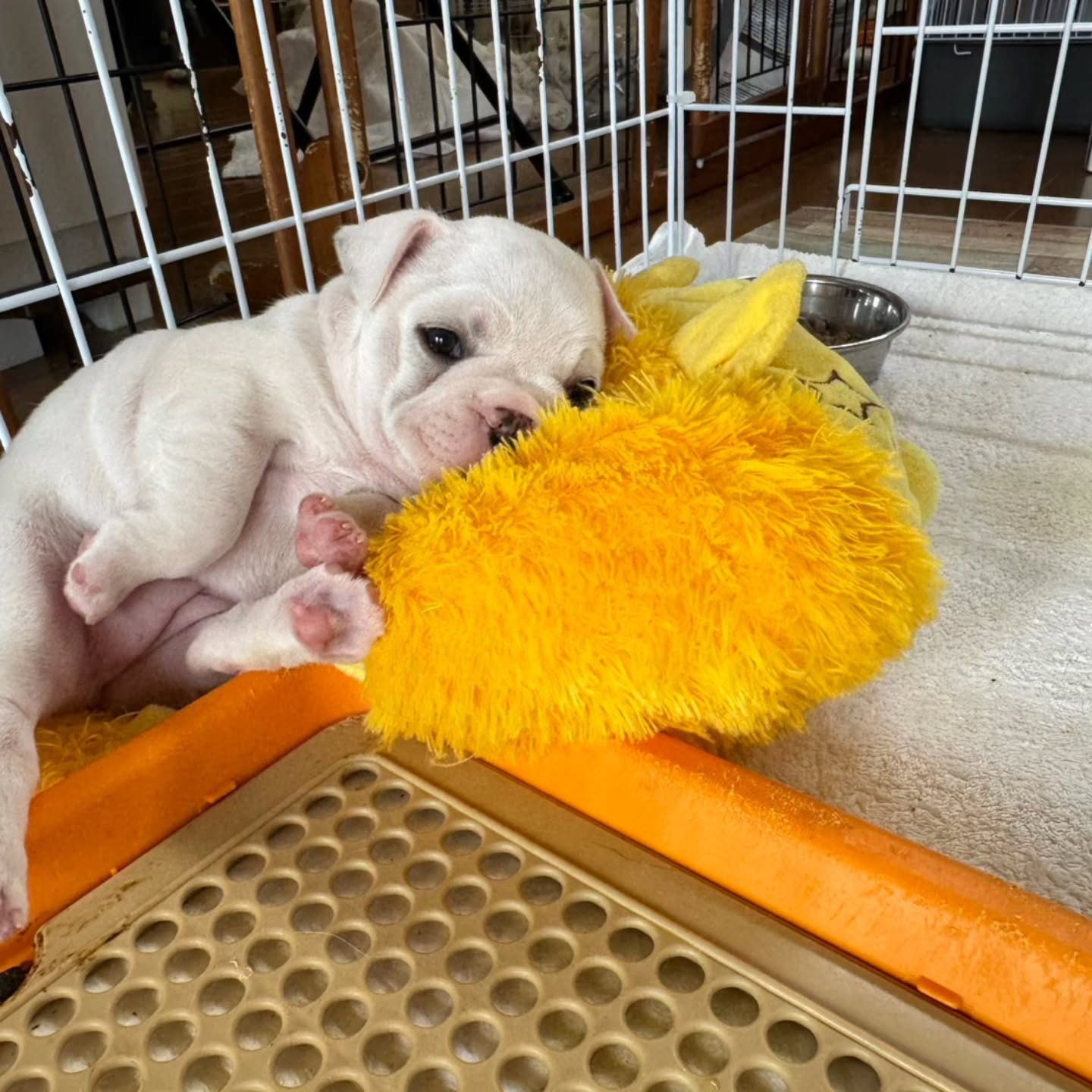 ♡フレンチブルドッグ♡