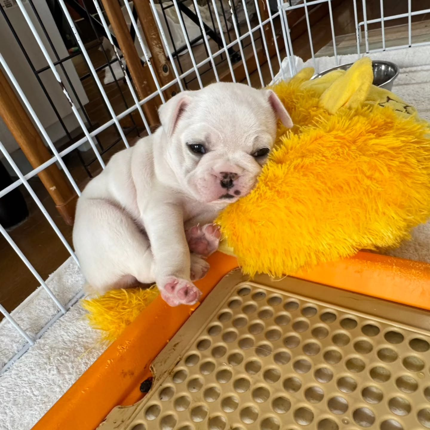 ♡フレンチブルドッグ♡