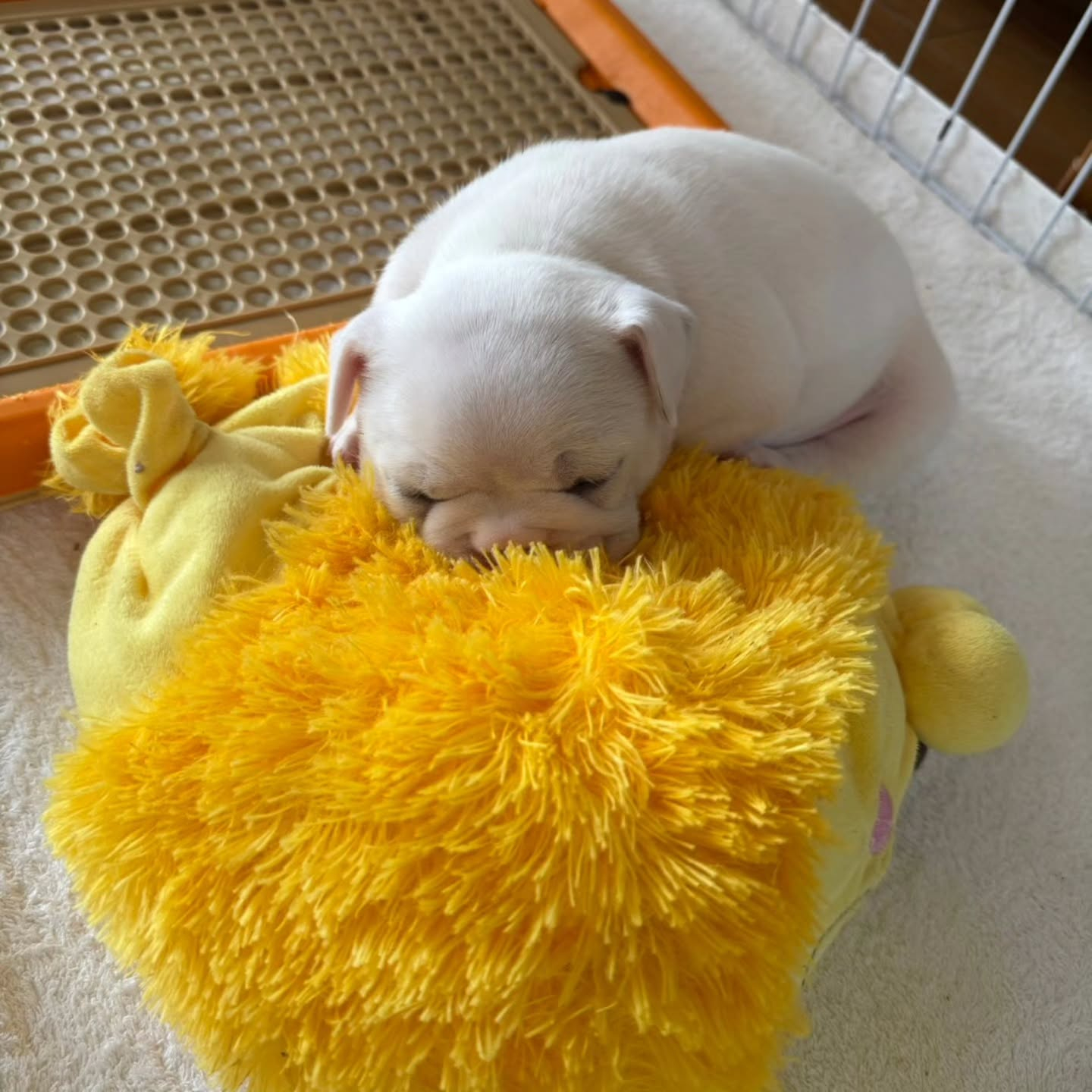 ♡フレンチブルドッグ♡