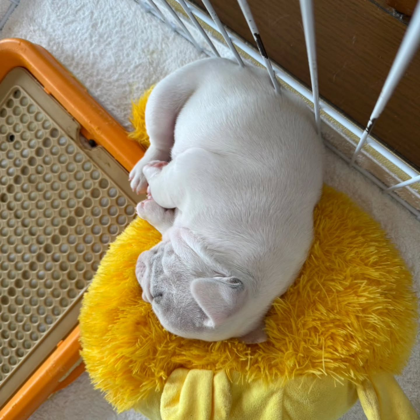 ♡フレンチブルドッグ♡