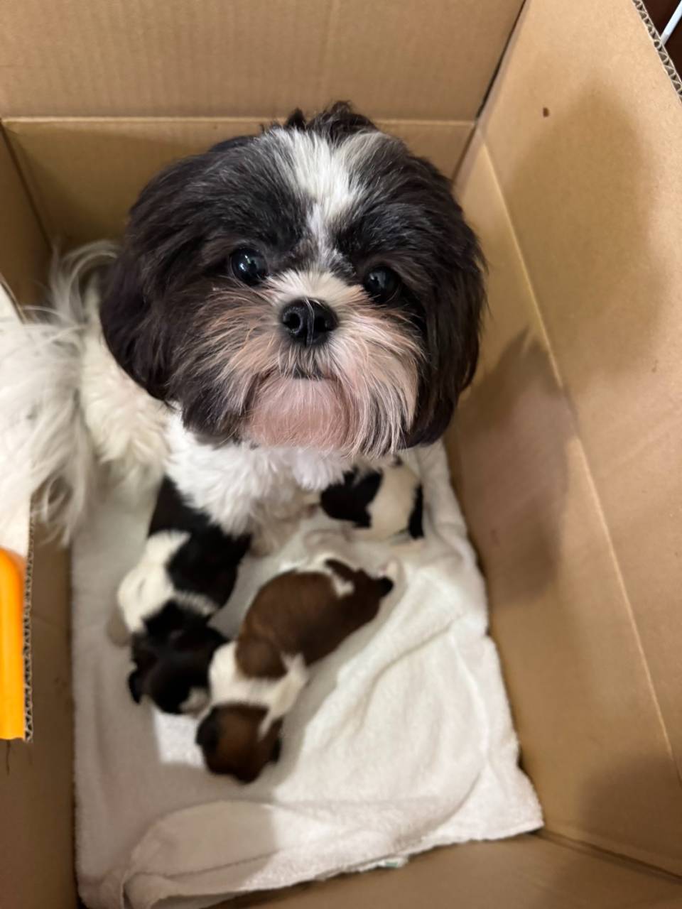 シーズー/2026.04.04/男の子・女の子/¥200,000～(税別)