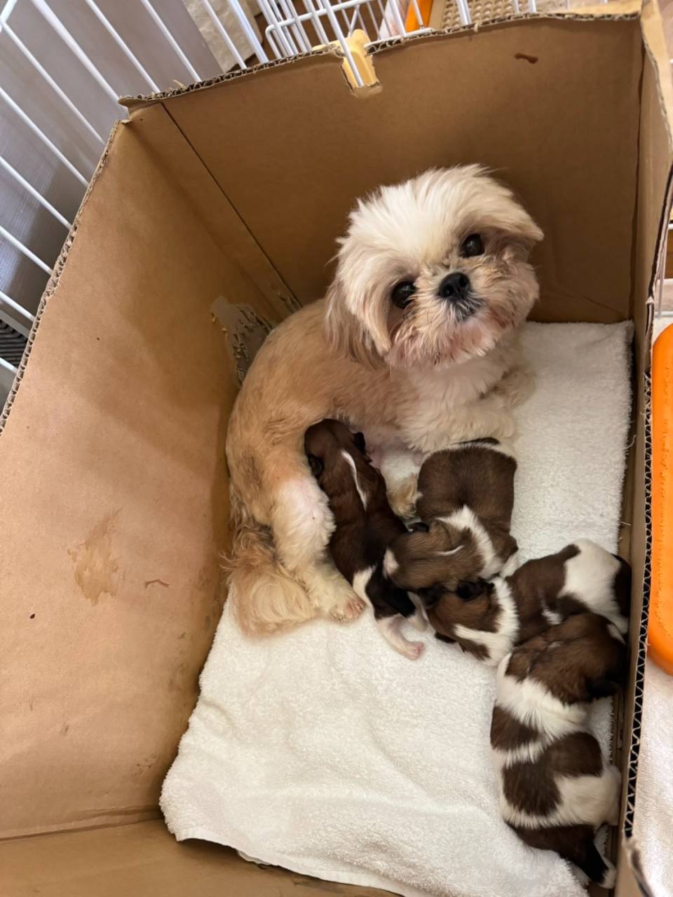 シーズー/2026.04.05/男の子・女の子/¥200,000～(税別)