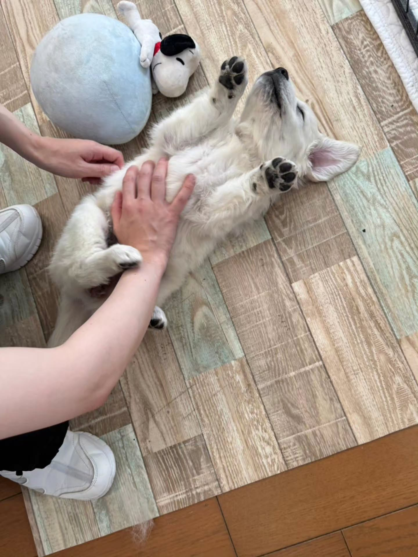 楓華に妹ができました✨