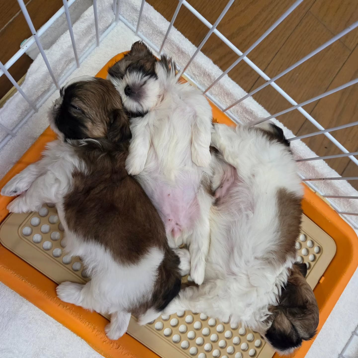 シーズー生まれてます✨