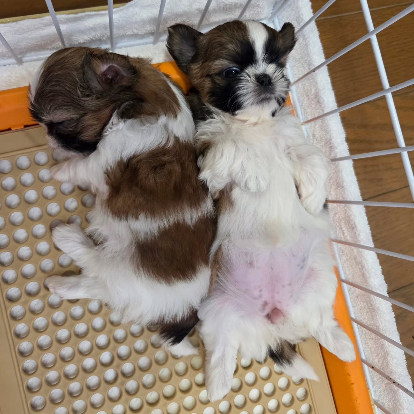 シーズー生まれてます✨
