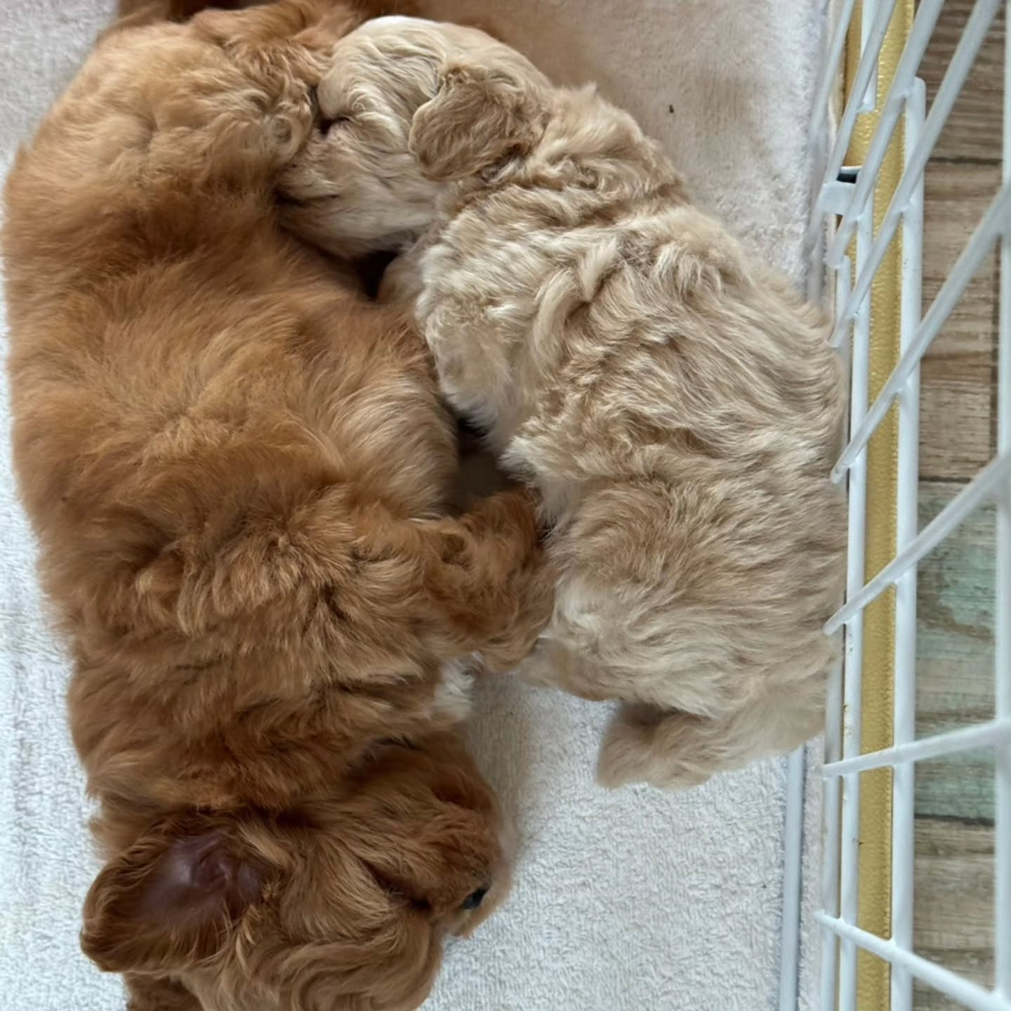 ミックス犬生まれています✨