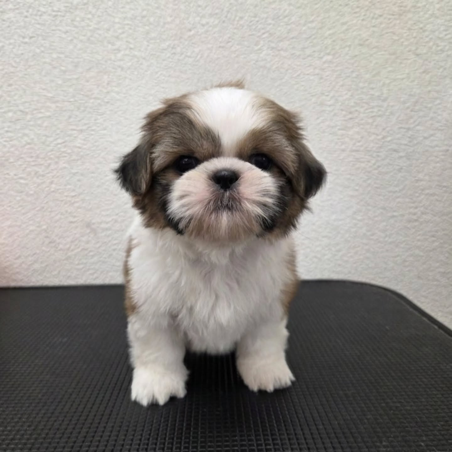 シーズー生まれてます✨