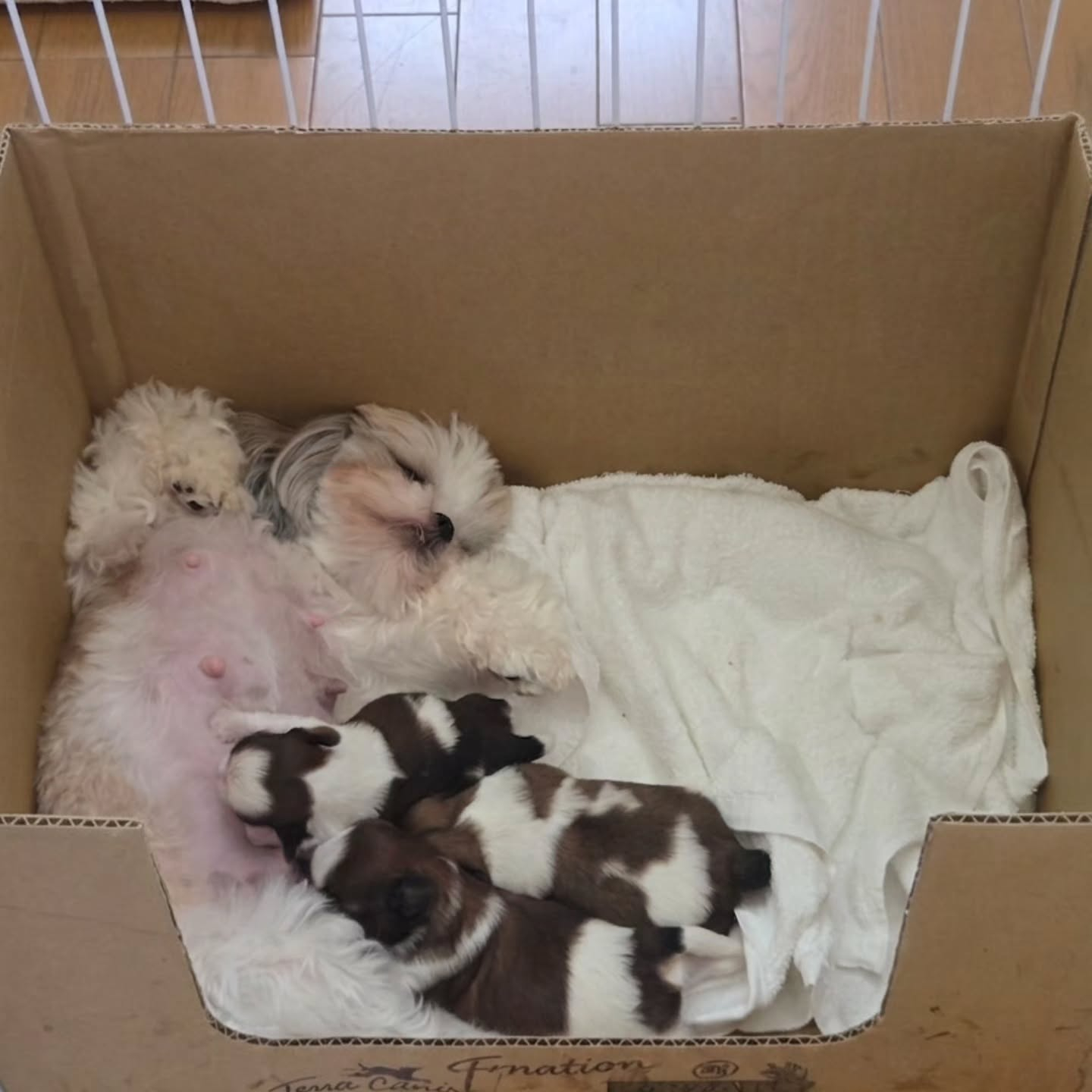 お母さん犬のあんこです🐶