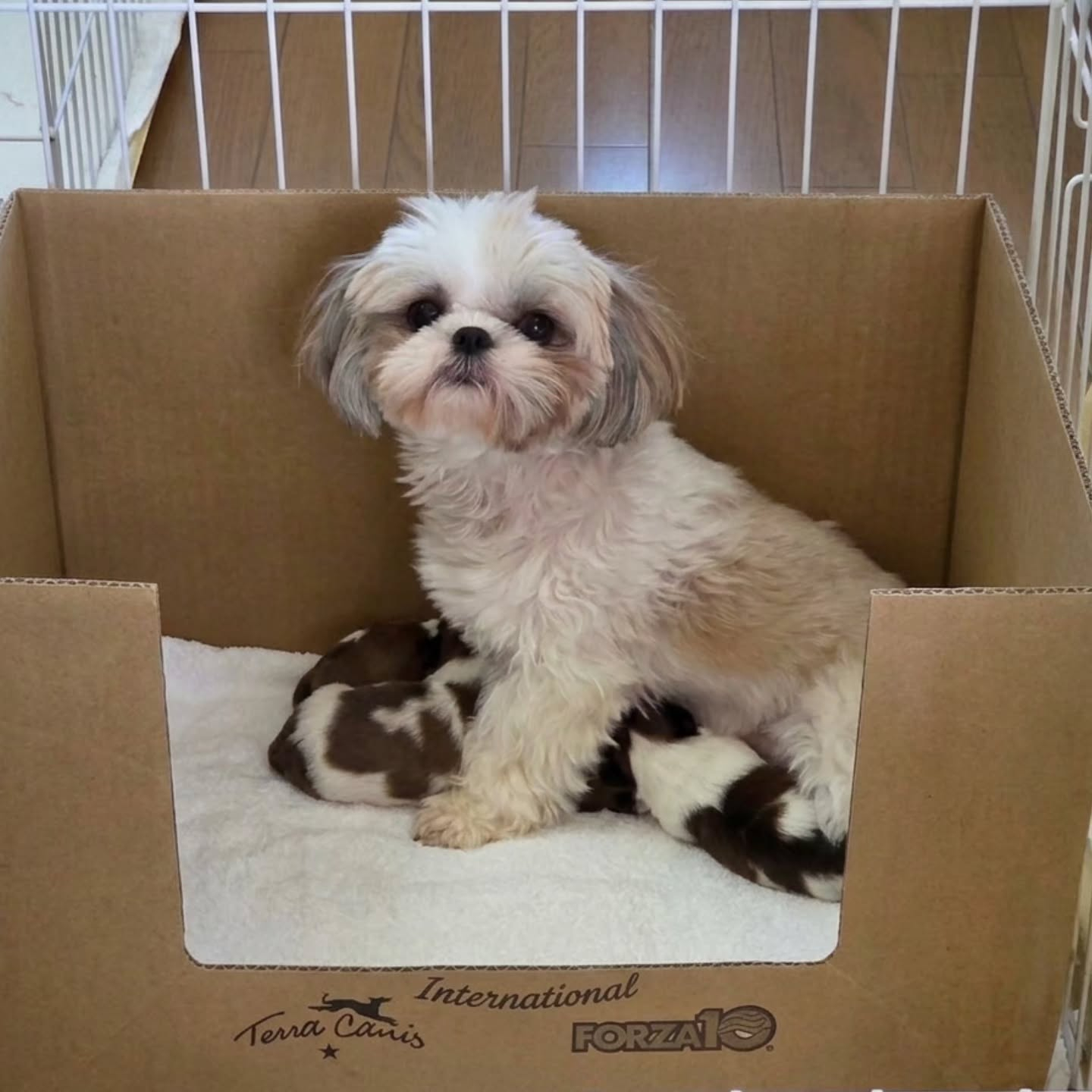 お母さん犬のあんこです🐶