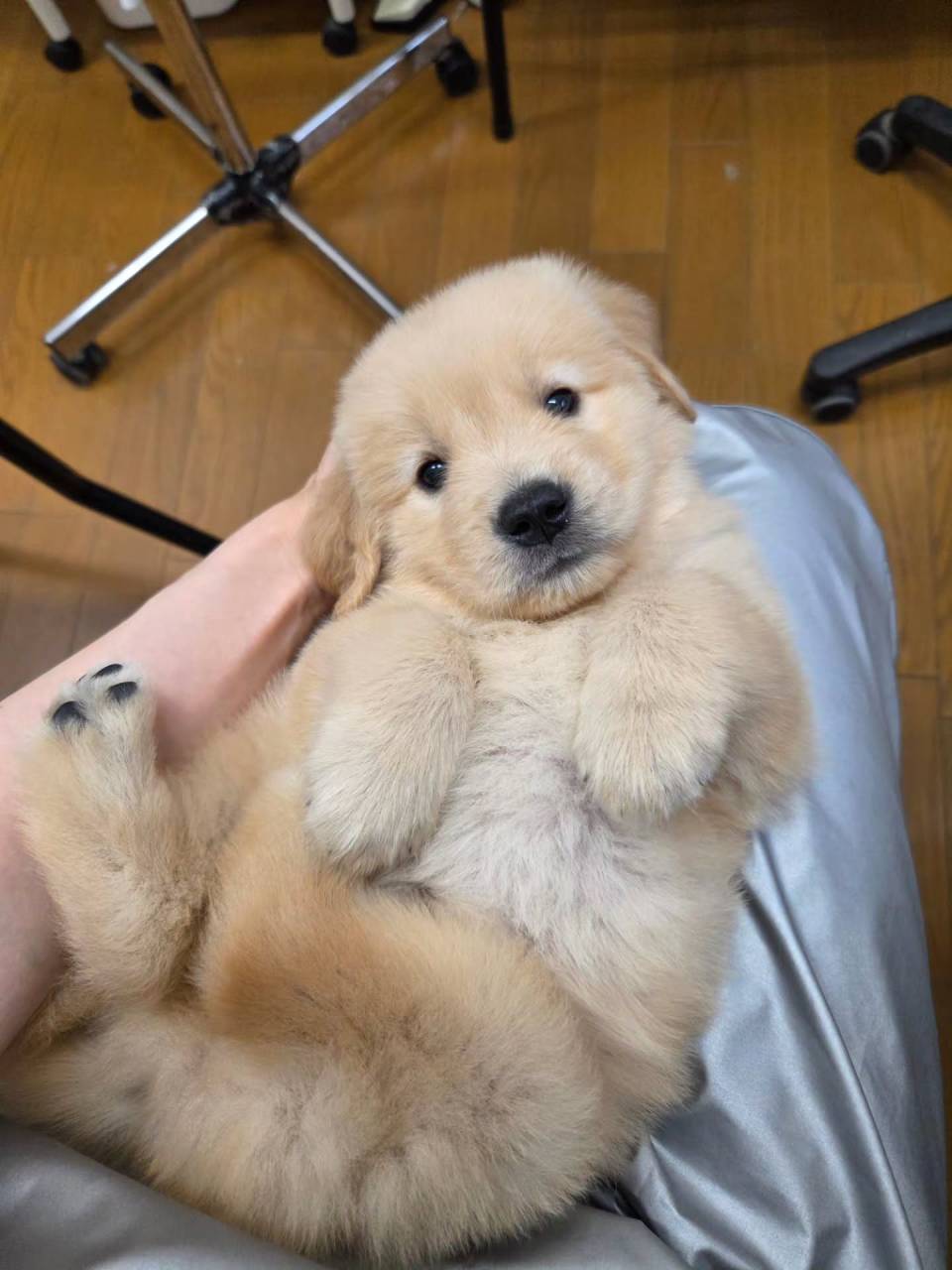 楓華ママの赤ちゃん🐶