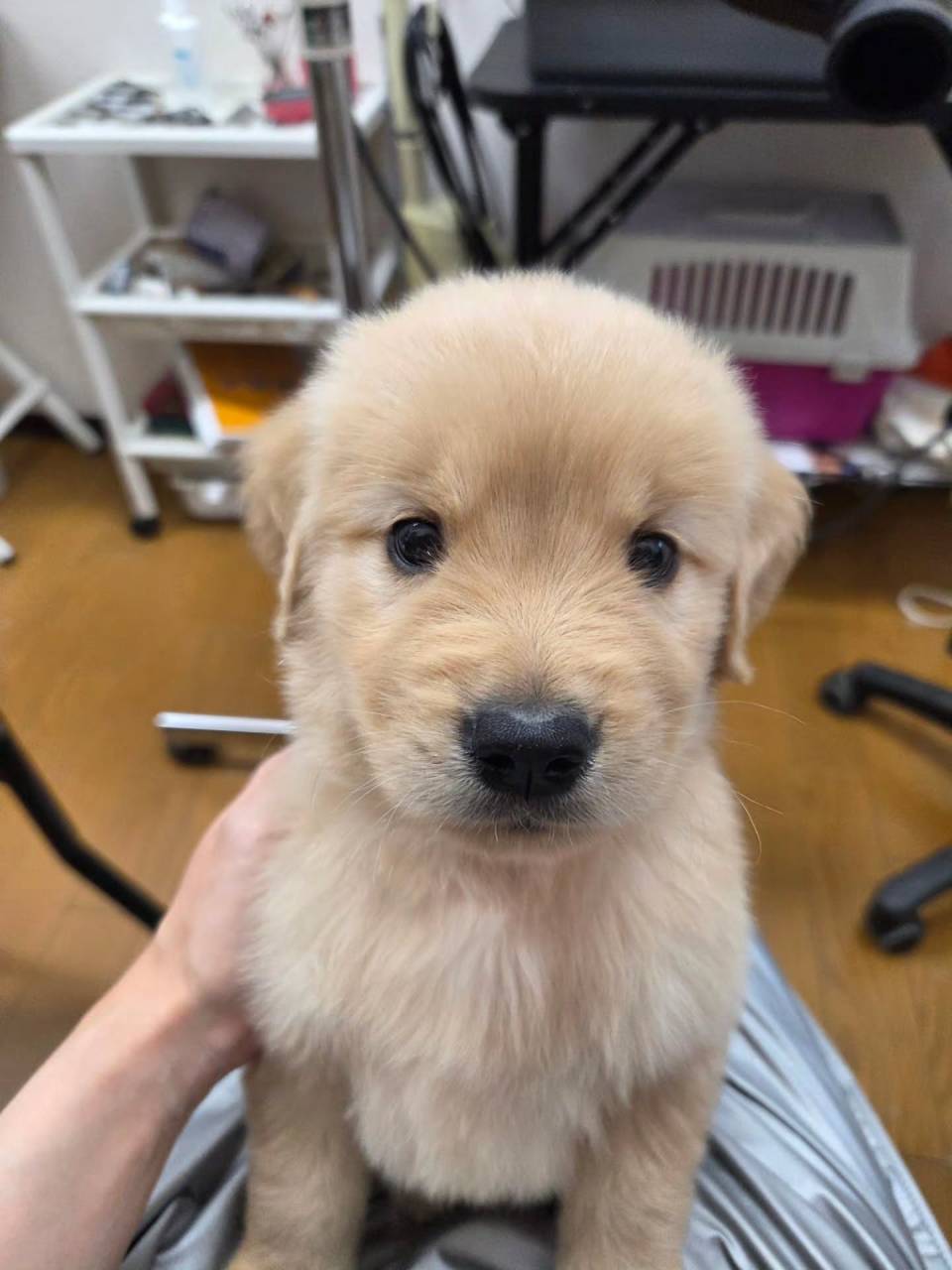 楓華ママの赤ちゃん🐶