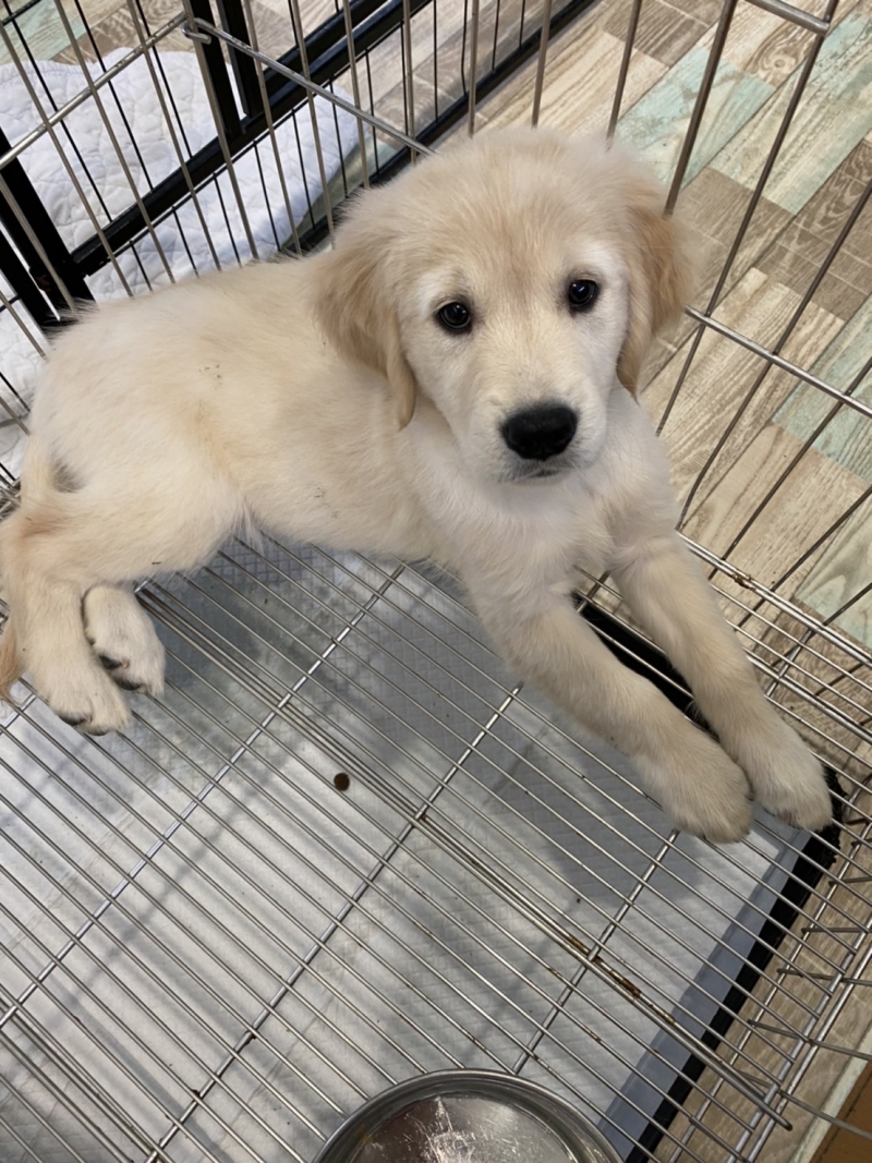 ゴールデン・レトリーバー/2023.06.04/女の子/￥sold out