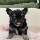 チワワ/2025.09.06/男の子/200,000(税別)