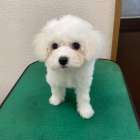 ビションフリーゼ/2025.08.20/女の子/220,000(税別)