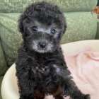 プードル/2025.09.08/男の子/180,000(税別)