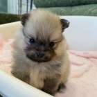 ポメラニアン/2025.11.08/男の子/190,000(税別)