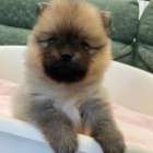 ポメラニアン/2025.11.08/女の子/210,000(税別)