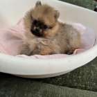 ポメラニアン/2025.11.08/女の子/150,000(税別)