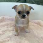 チワワ(スムースコート)/2025.12.22/男の子/160,000(税別)