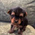 ヨークシャーテリア/2026.01.14/男の子/￥160,000(税別)