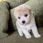 タイニープードル/2026.01.30/女の子/250,000(税別)