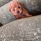 タイニープードル/2026.01.26/男の子/180,000(税別)