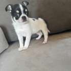 チワワ/2026.02.03/男の子/160,000(税別)