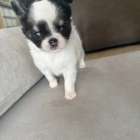 チワワ/2026.02.03/女の子/180,000(税別)