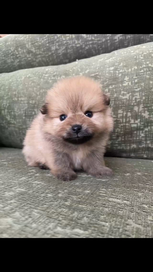 チコママとポコパパとのあいだに生まれました🐶