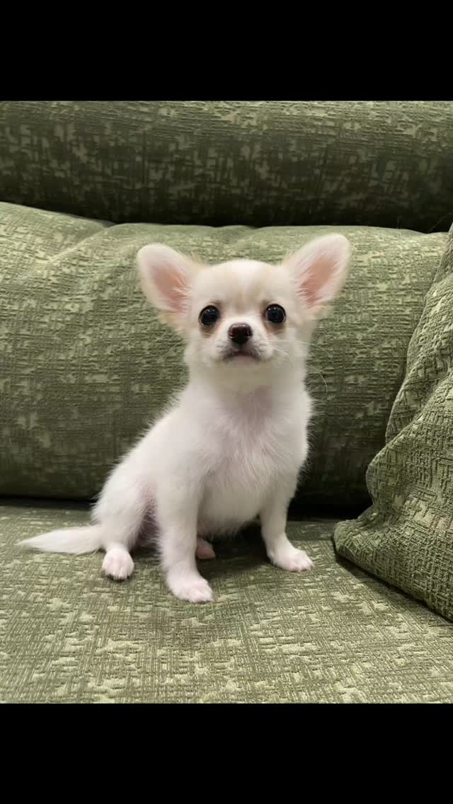 6月2日生まれ、チワワの男の子🐶