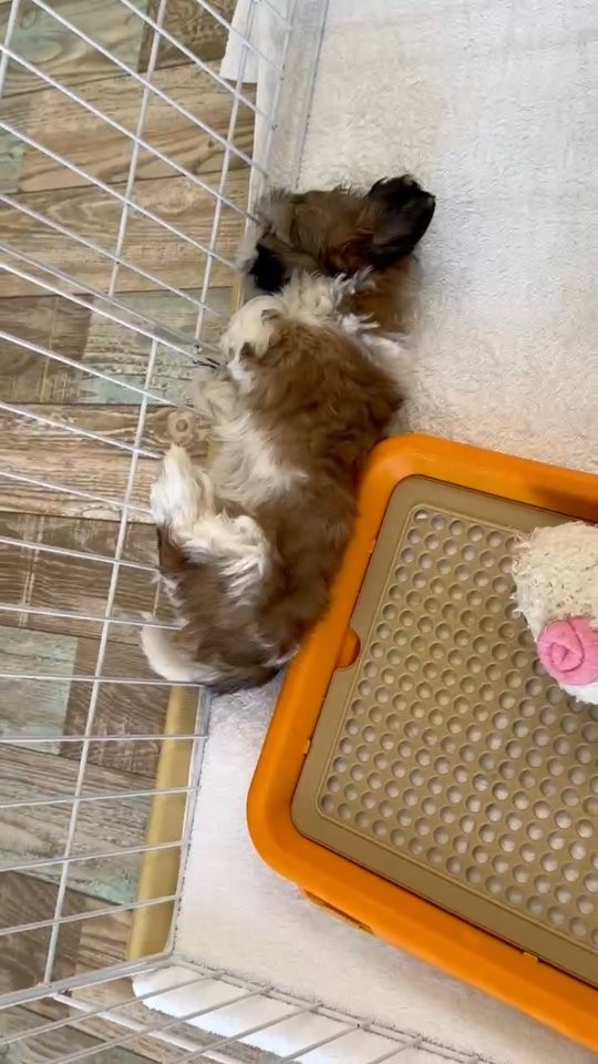 ねんねの時間💤