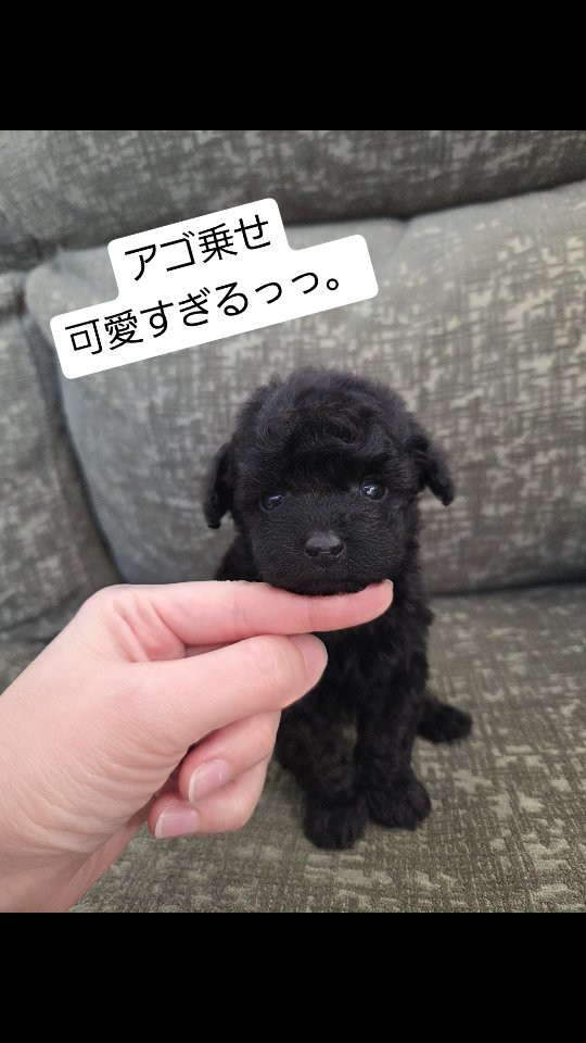 プードルの男の子🐶