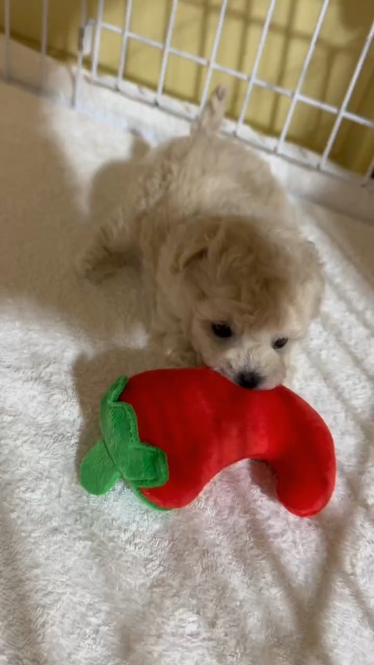 おもちゃと闘ってます🤭笑