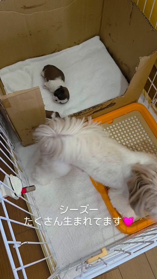 シーズーたくさん生まれてます🐶