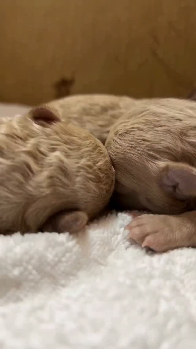プードル生まれています🐶