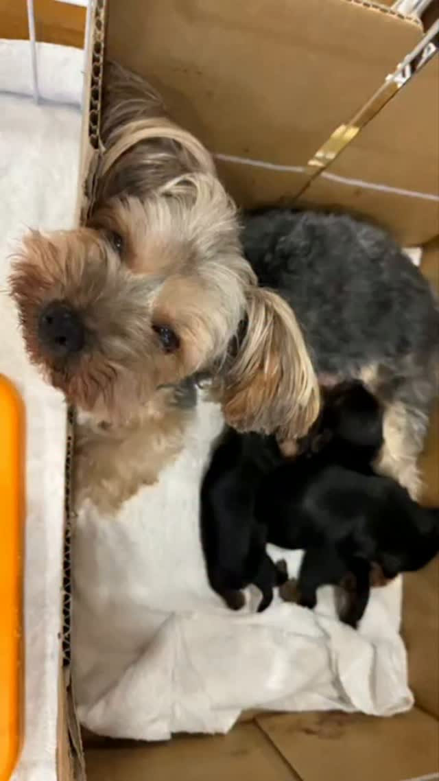 ヨークシャーテリア生まれてます🐶