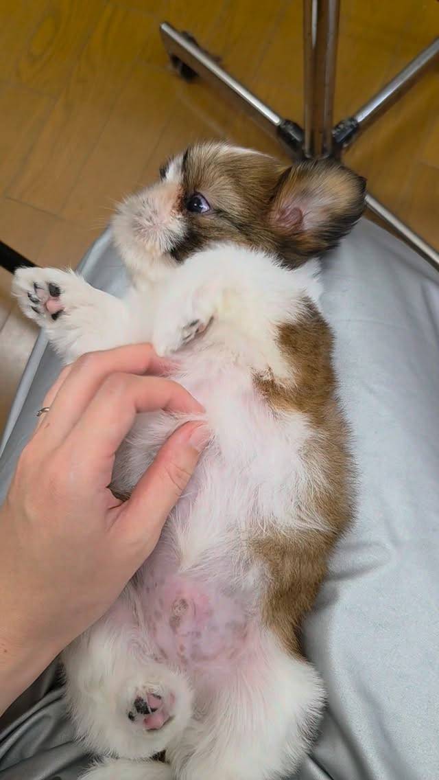 シーズーの男の子🐶