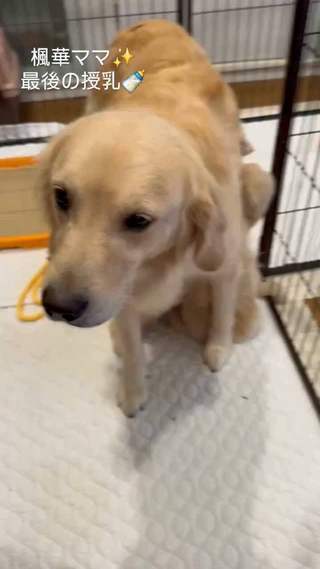 楓華ママの子どもたち🐶